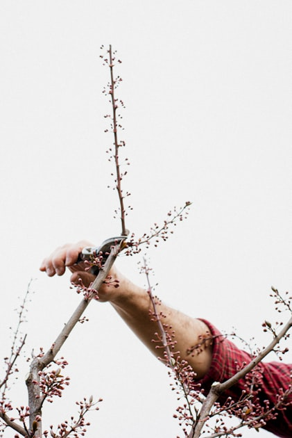 Understanding Tree Lopping