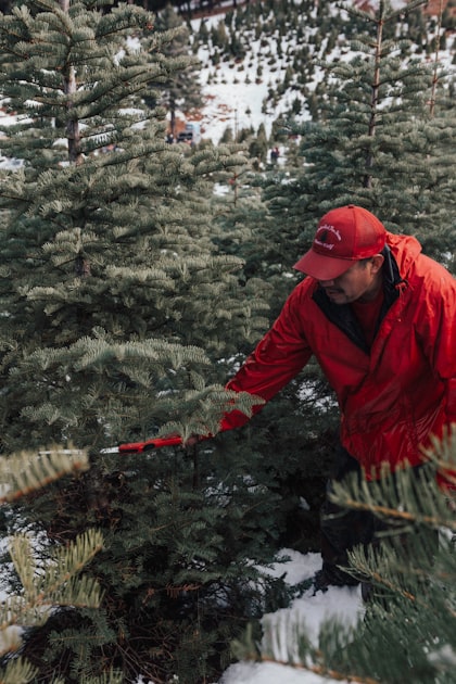 The Role of Arborist Services