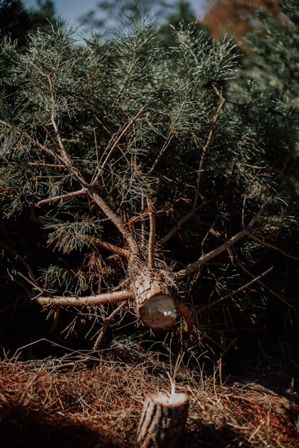 Essential Tree Removal Tips